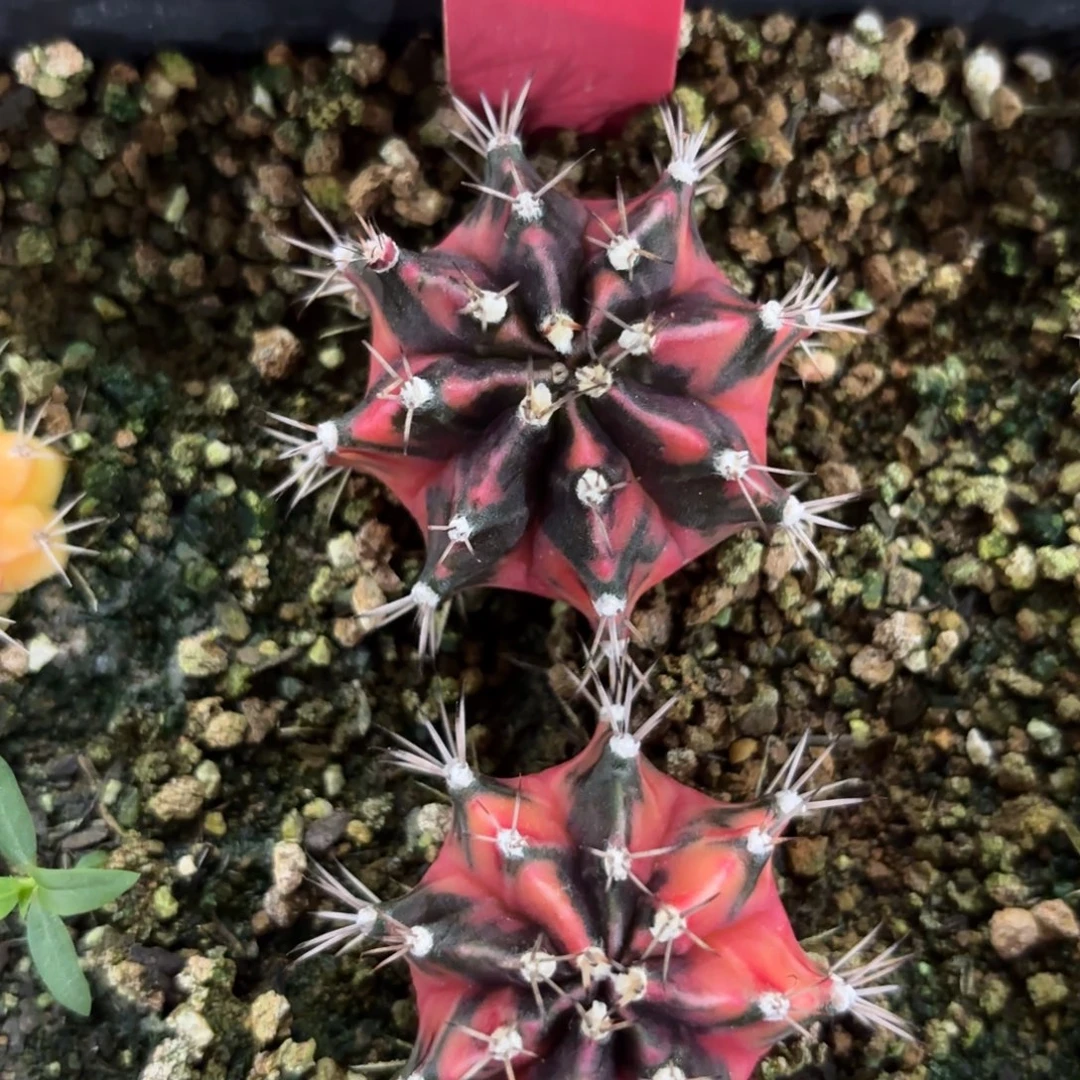 180-1227泰国发货多肉