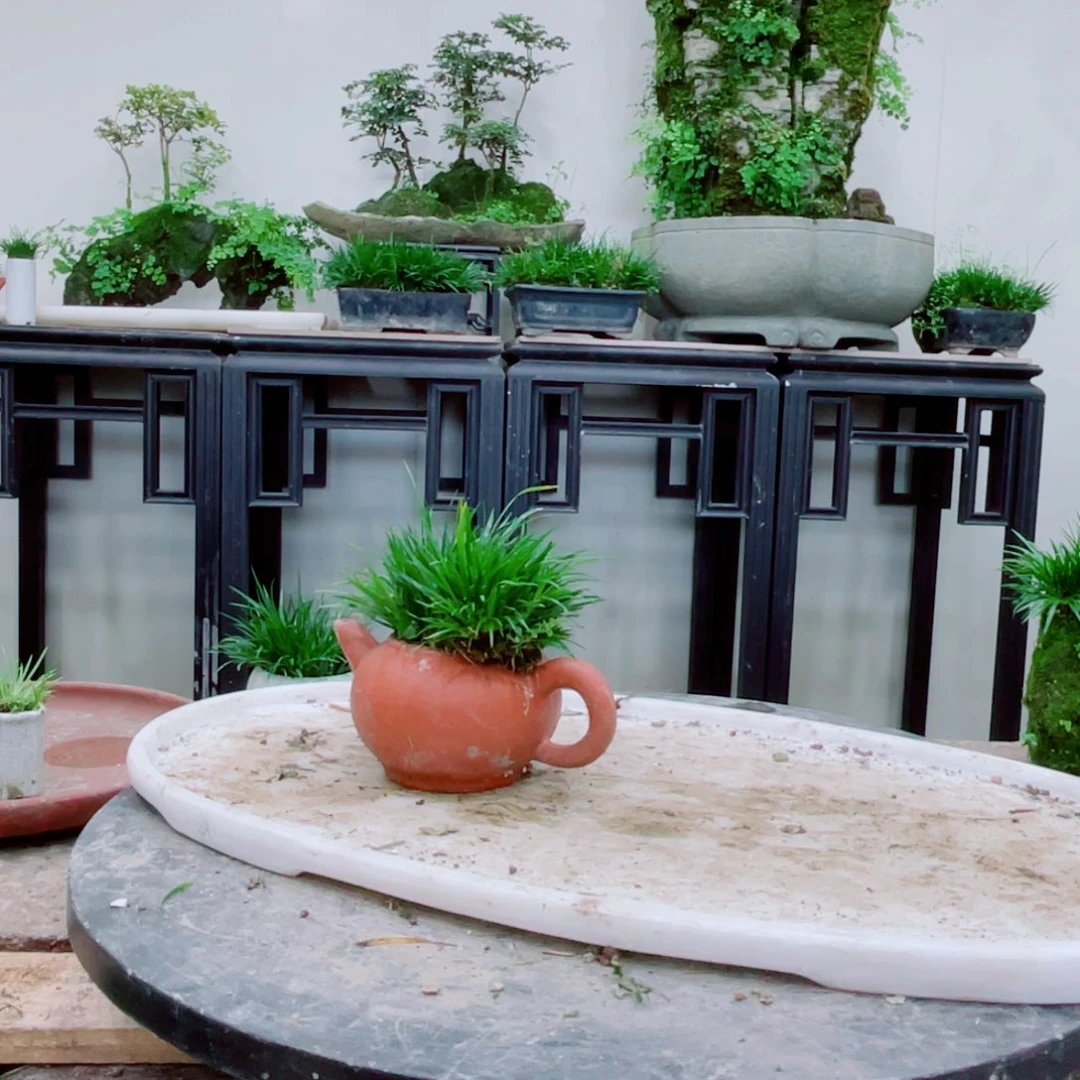 无铅玻璃缺*铁线蕨铁线蕨铁线蕨