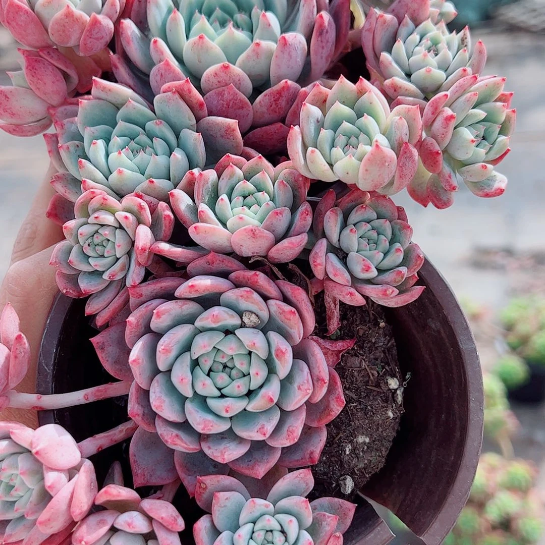 霜花多头造型精品特价二盆