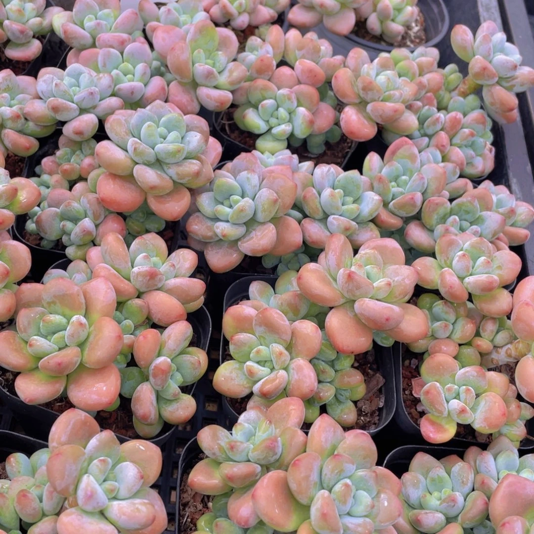 量拍7号优选红洛神群生一个