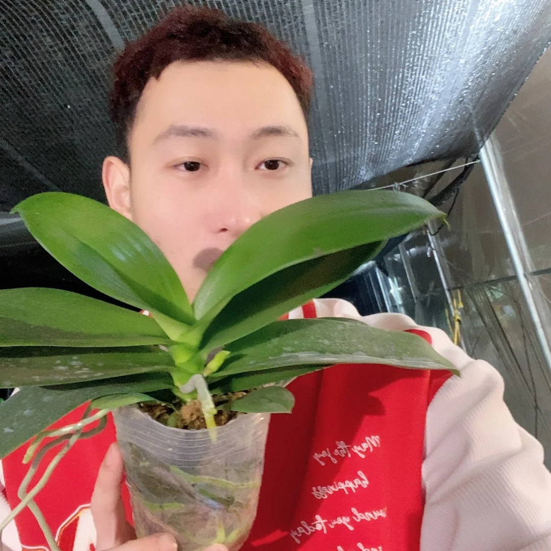 无花朵再见萤火虫