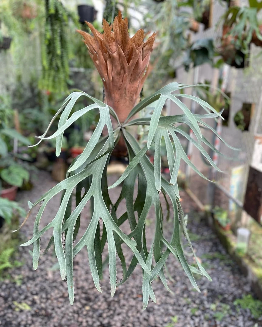 （上板）皮陈鹿角蕨悬挂植物室内耐阴绿植卫生间办公桌垂吊盆栽