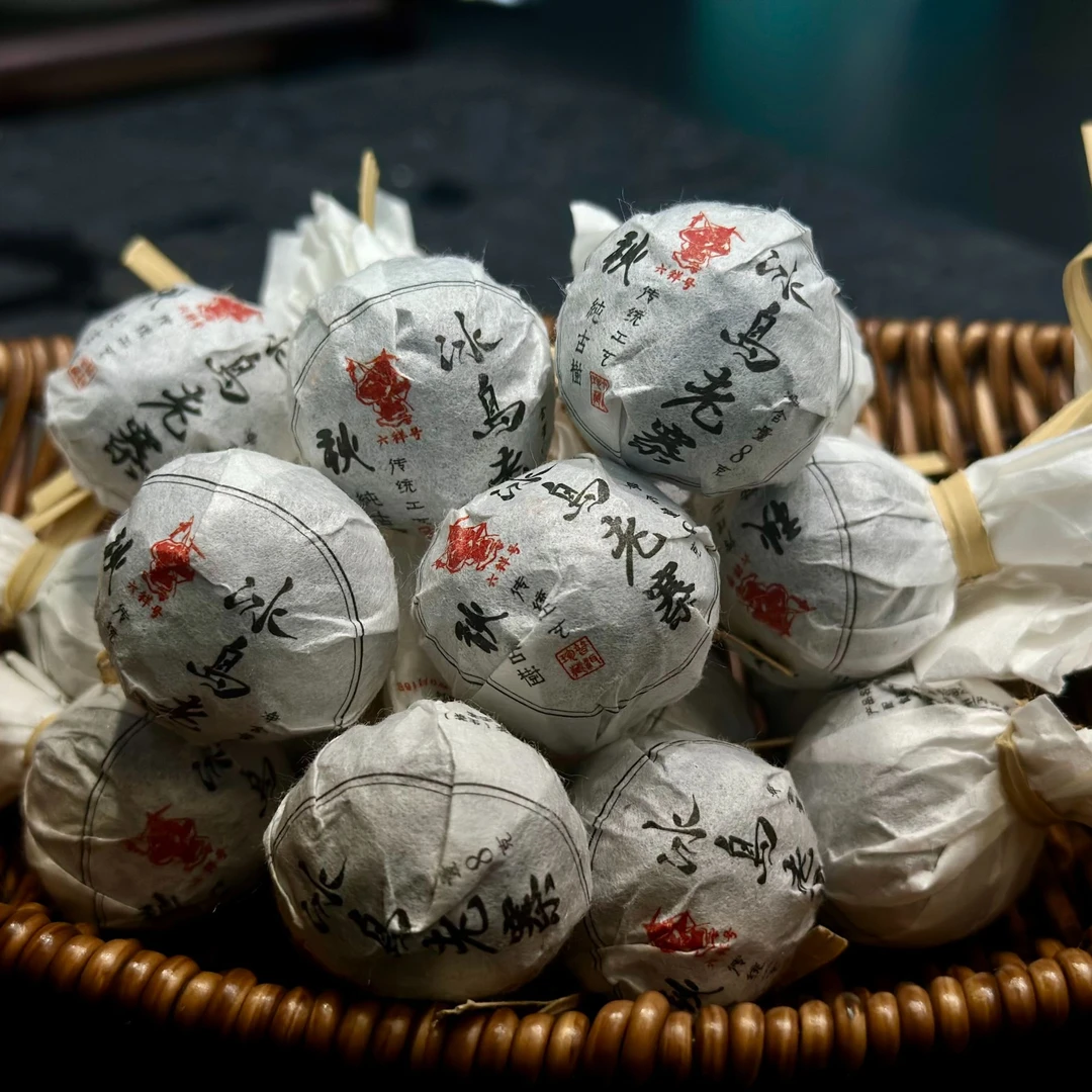 冰岛老寨41号2024年纯古树秋龙珠