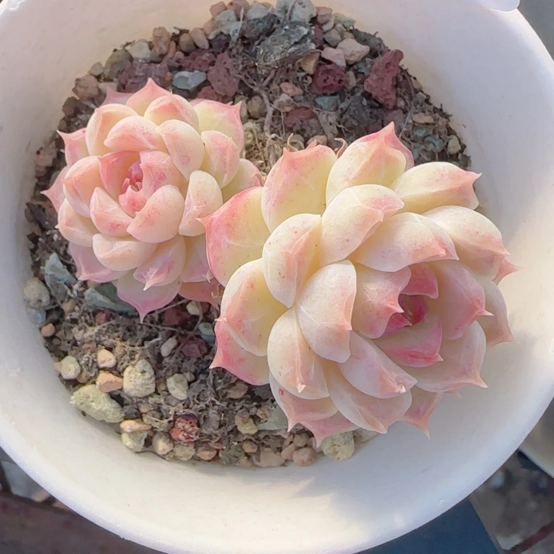 五***膘花语多肉1227-277散