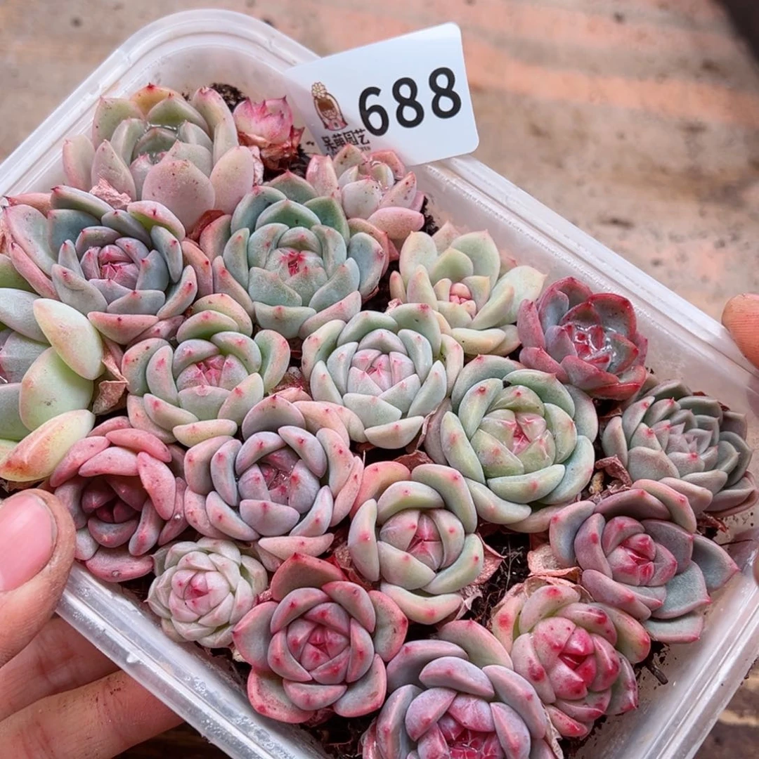 多肉植物多肉植物