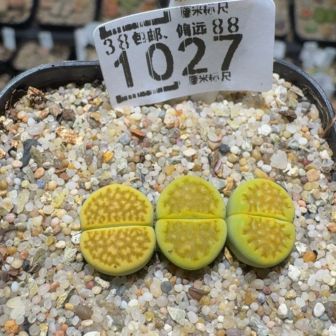 沫***~zzzz精品生石花1027