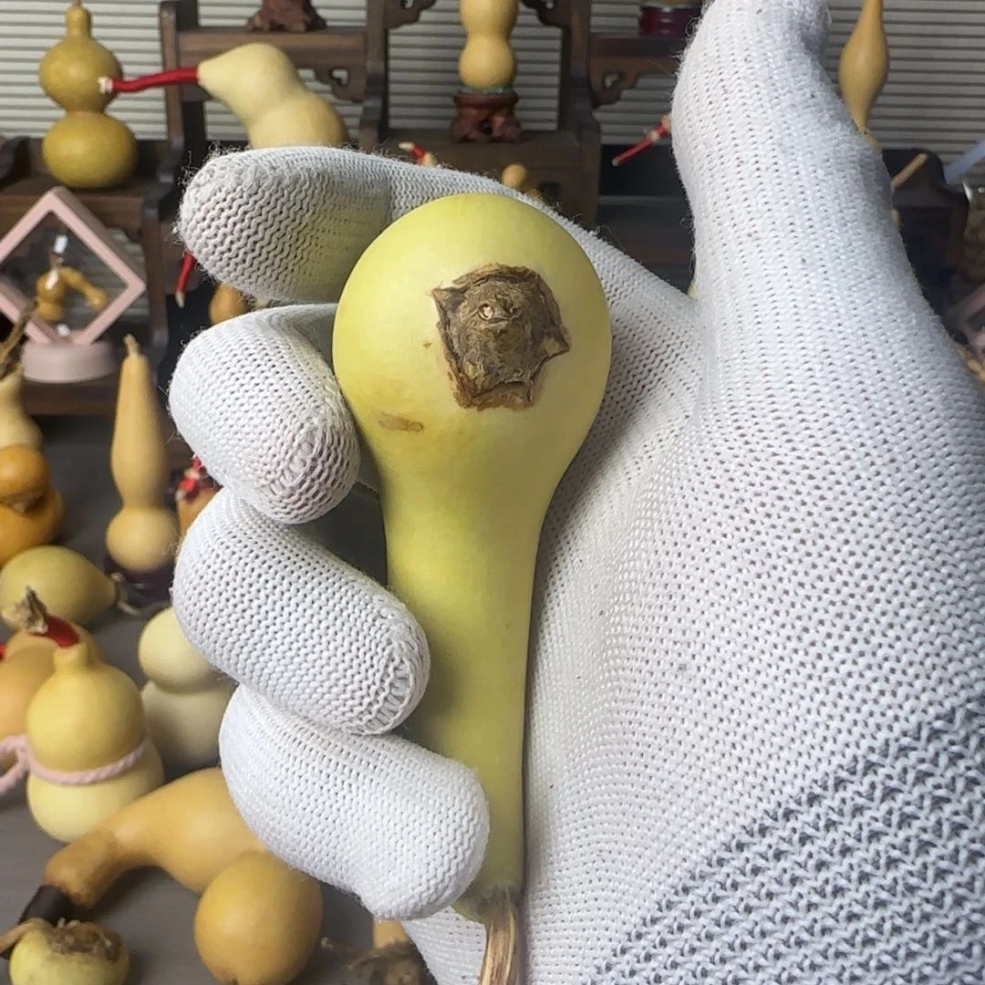 有机玻璃侧脐腰子腰子