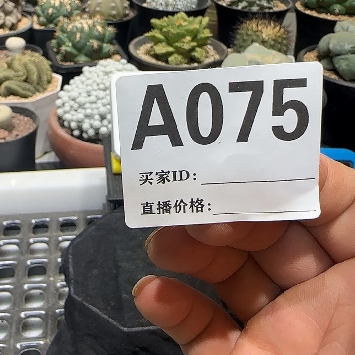 感***压实生仙人球特价一颗