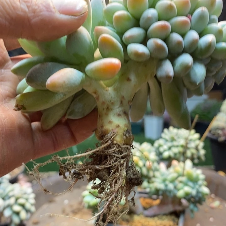 ଘ****328 号奶糖多肉植物