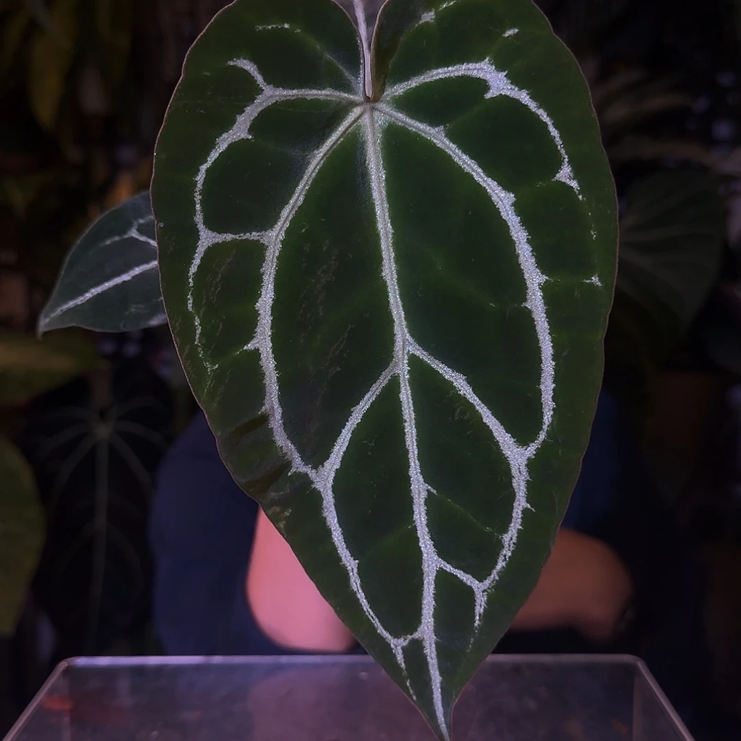完全开放F168南美水晶杂贝斯轻微叶损无售后