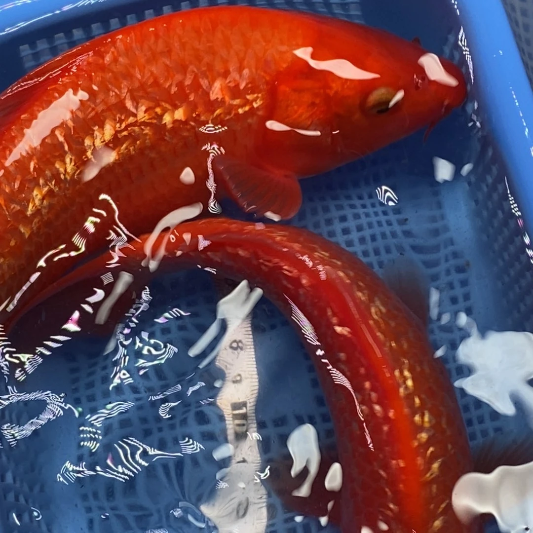 锦鲤冷水锦鲤包邮