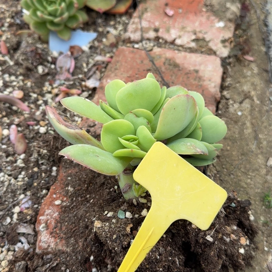 简***光多肉植物碧桃哇塞
