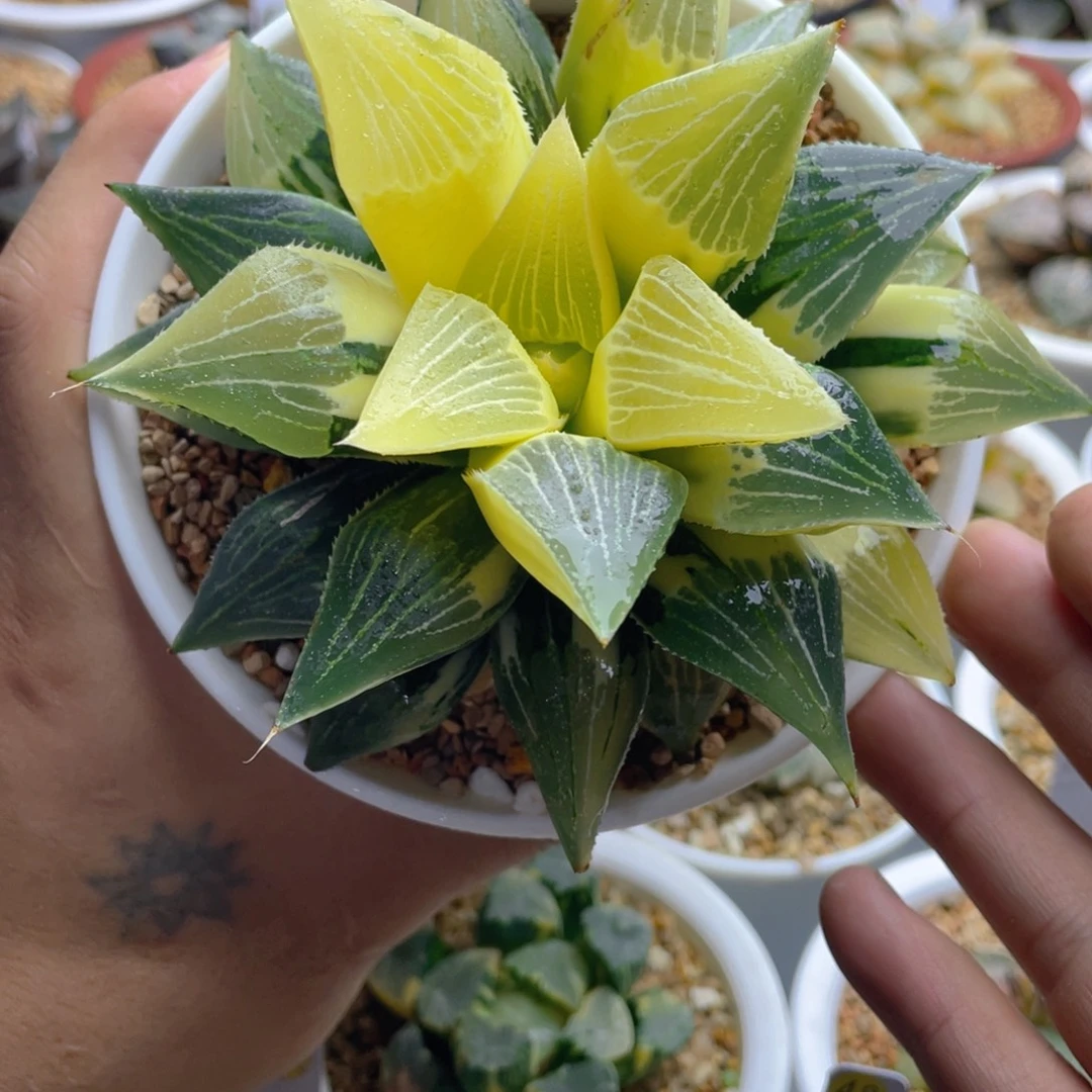 45.十二卷实生寿锦母本。