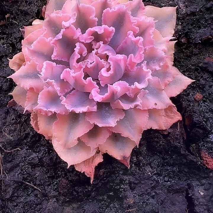 晚霞之舞锦多肉单头