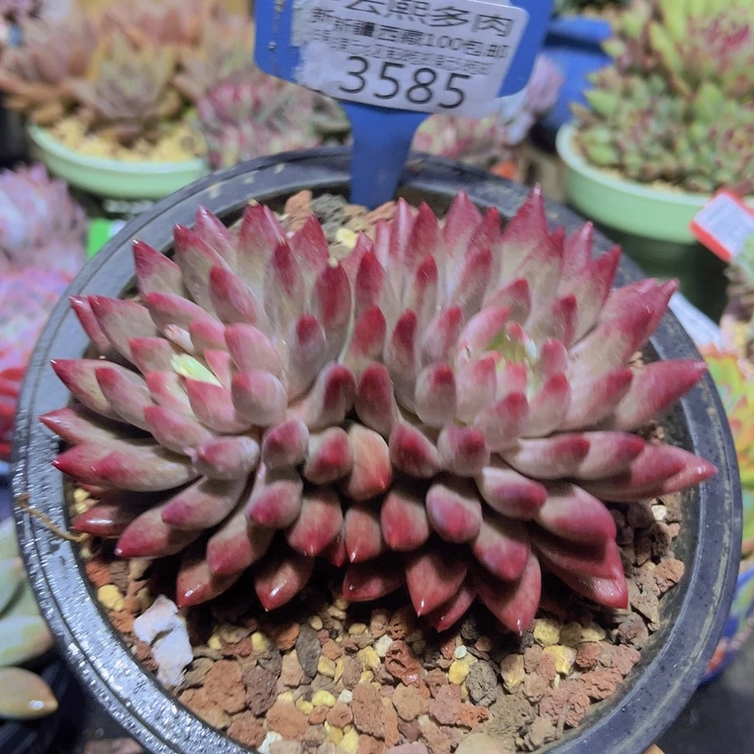 3585虞美人多肉植物