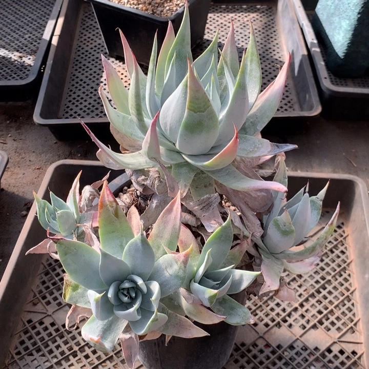 ?****天布瑞东尼，多肉植物