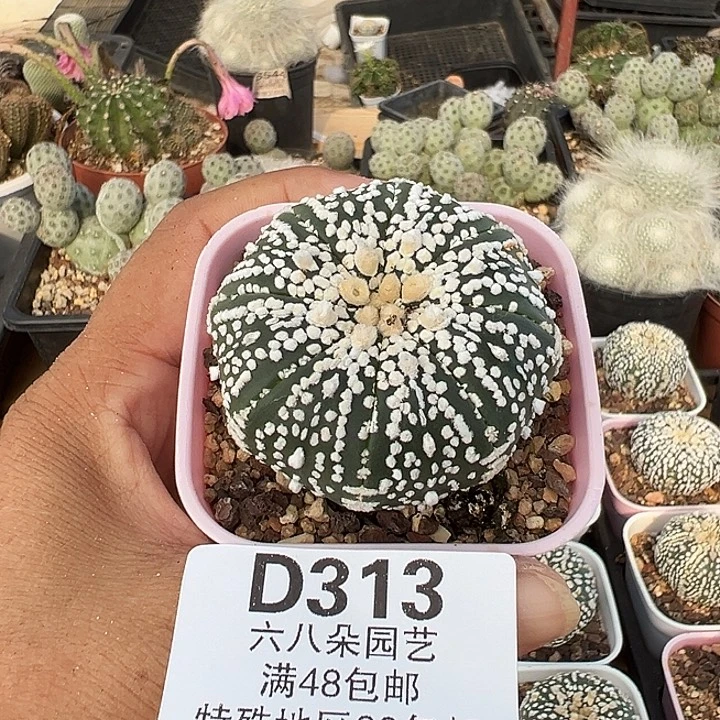 谢***军313号实生兜多肉植物