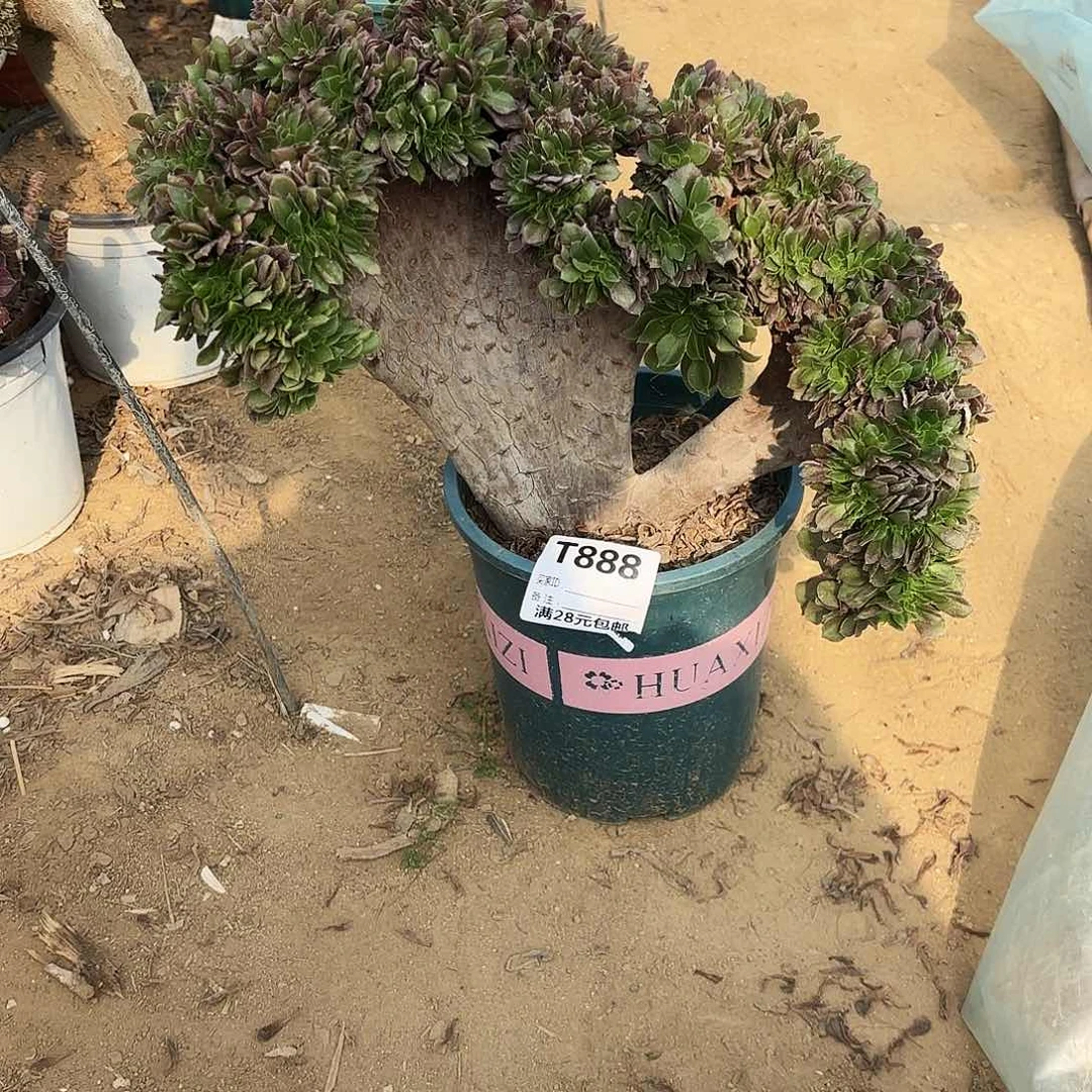 梦*雨888玫瑰缀多肉植物