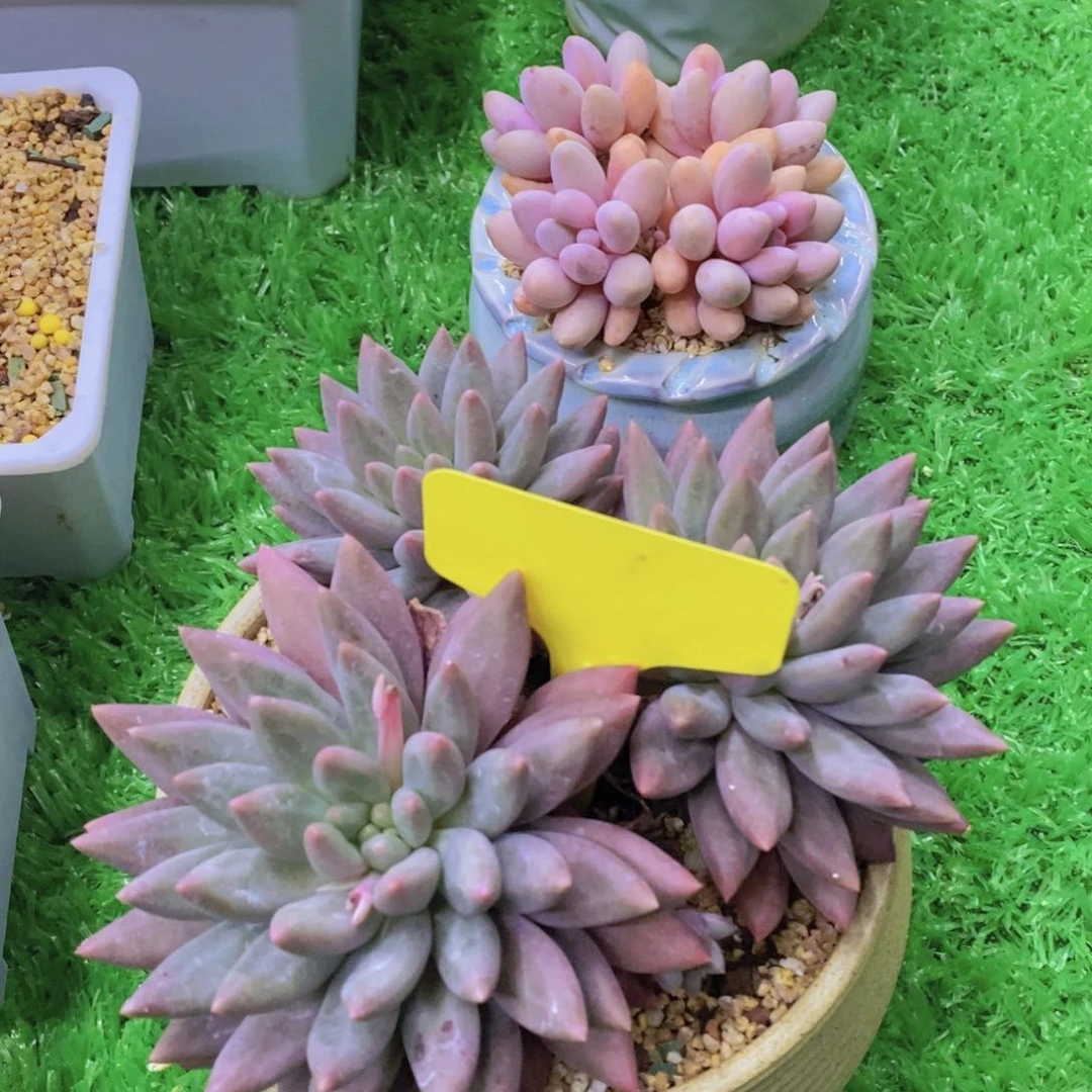 开心多肉植物多肉