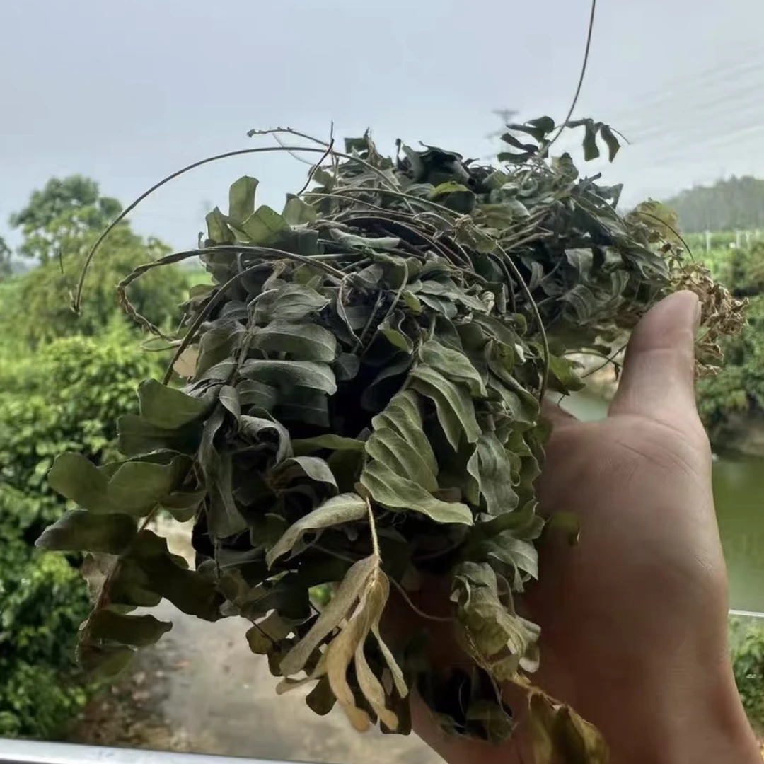 鸡骨草晒干树枝绳条可煮水