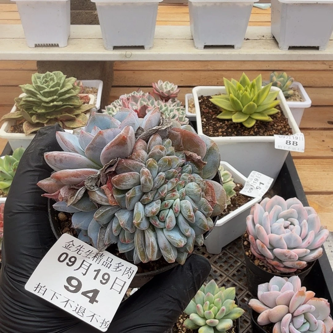 0919-94温斯莱特缀