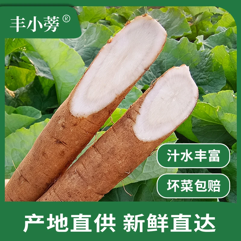 丰小蒡安疗榨汁牛蒡根新鲜现挖鲜嫩多汁营养山东兰陵优质健康零农