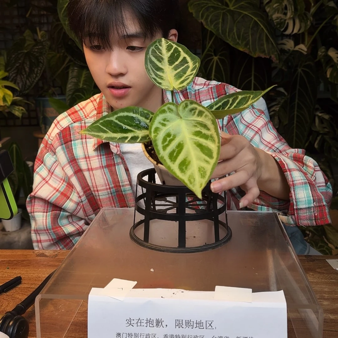完全开放K149银色闪光杂银色面纱