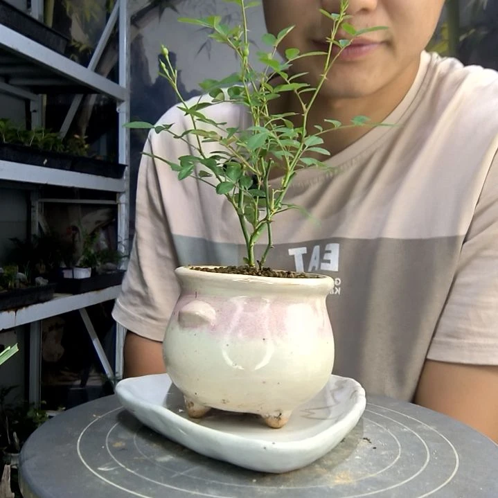黄**?中青园艺一物一拍116