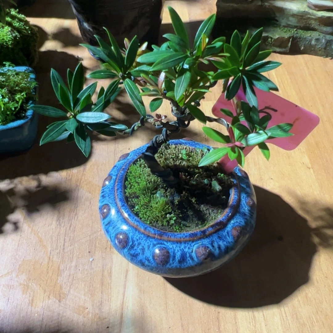 人***道完全开放 红芽罗汉松盆景血松红宝石