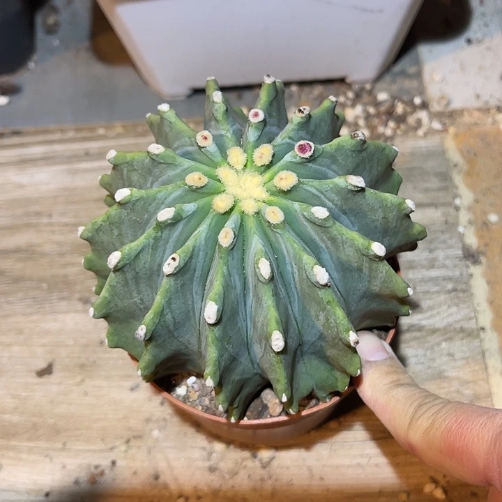 满38包邮2天凑单，脱土晾根发货多肉植物