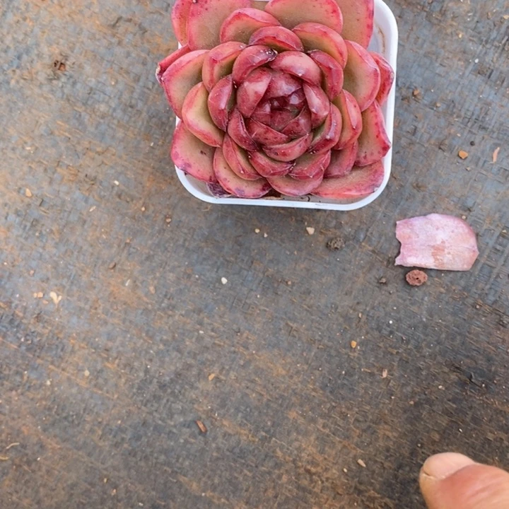 不****调精品多肉植物2291