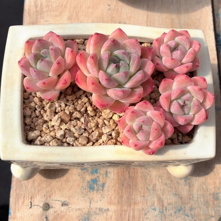 多肉植物 阿尔巴佳人-4