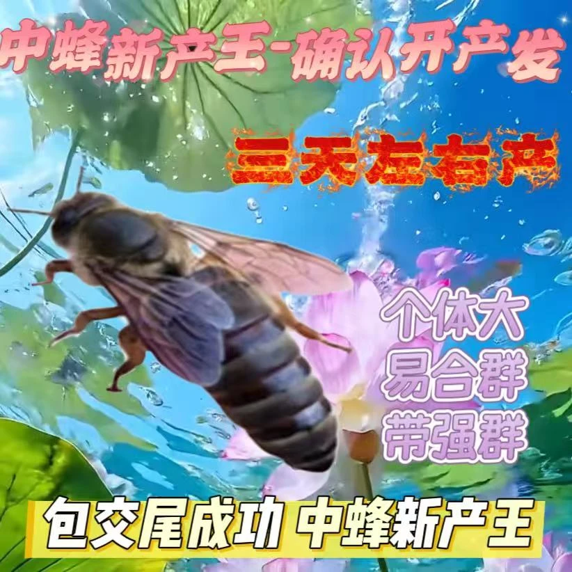 【已开产15天新产王】中蜂开产新王中蜂产卵王交尾蜂王伏牛王强群王