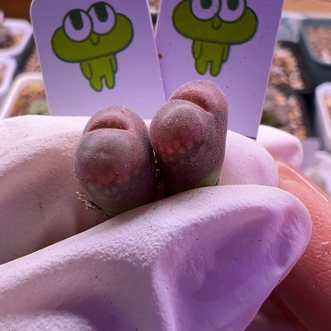 燃***毛蛙哥c10苗子特特特特特特