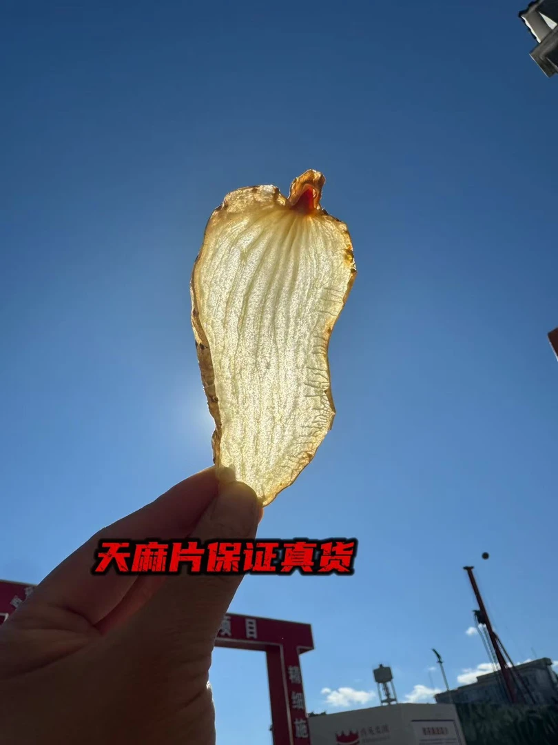 小草坝天麻正宗野外种植三年采收高山老品种煲汤泡酒