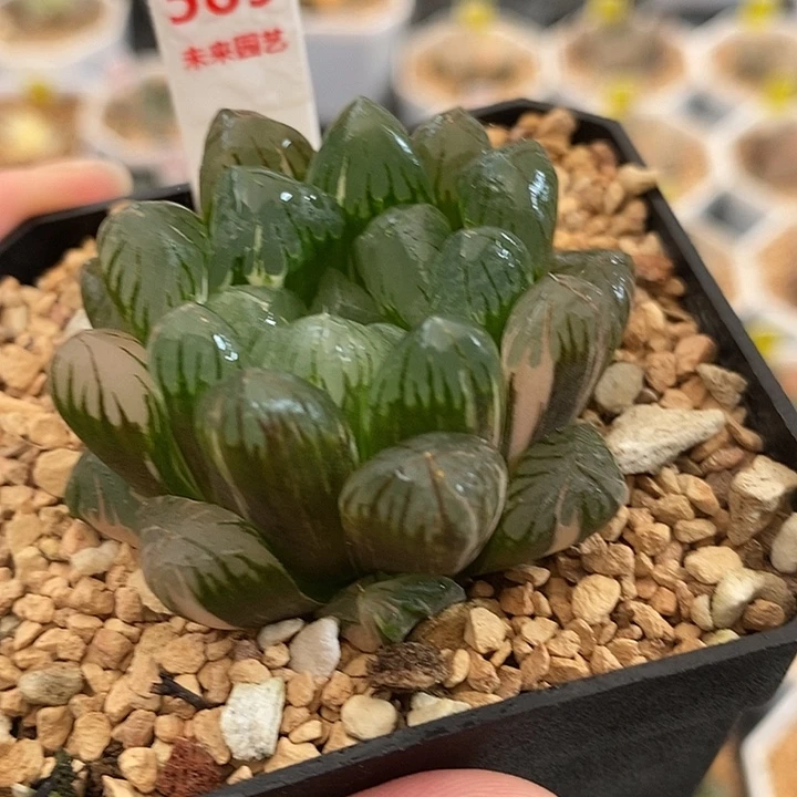 589广濑玉露锦一物一拍