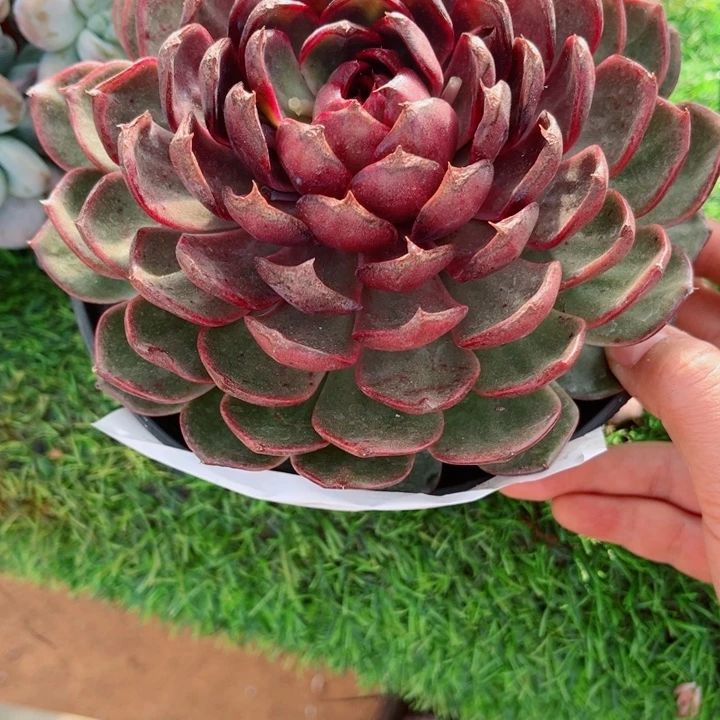 丛***笑0000000000000200单头