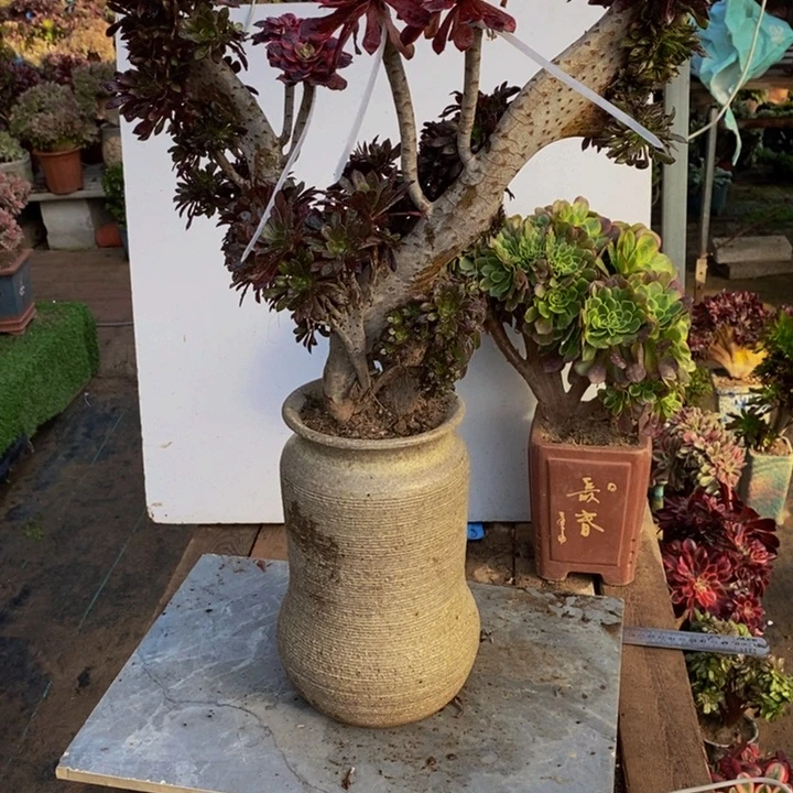 黑法师缀化一颗老庄