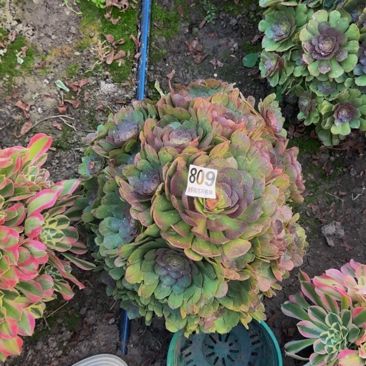 万圣节花27-30包邮花花