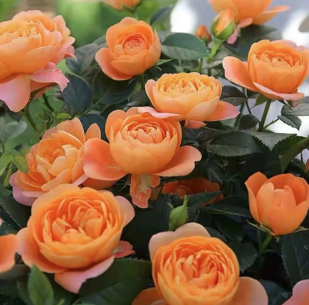 【果汁】藤本月季芽大花勤花多季节开花涨势快超新品