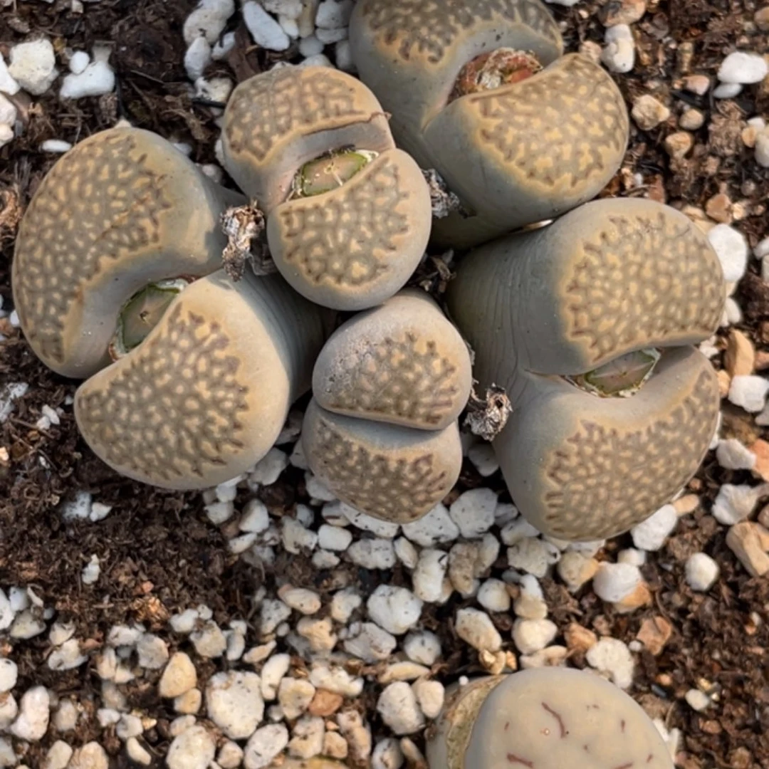 满20包邮非偏远142