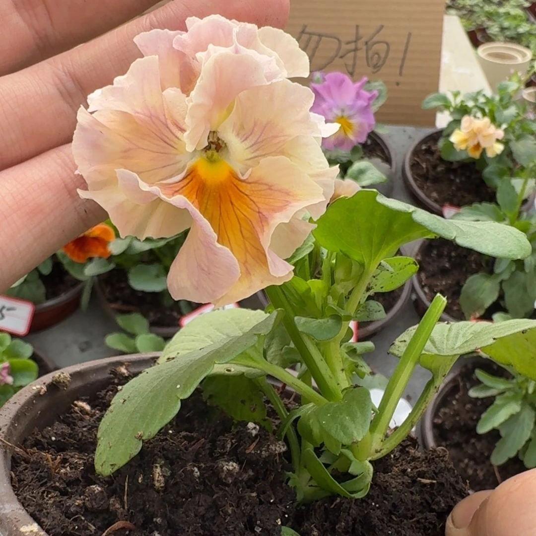 大部分花苞少量开放58