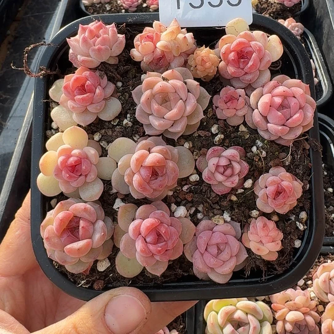 杂交新品珍妮多肉1333