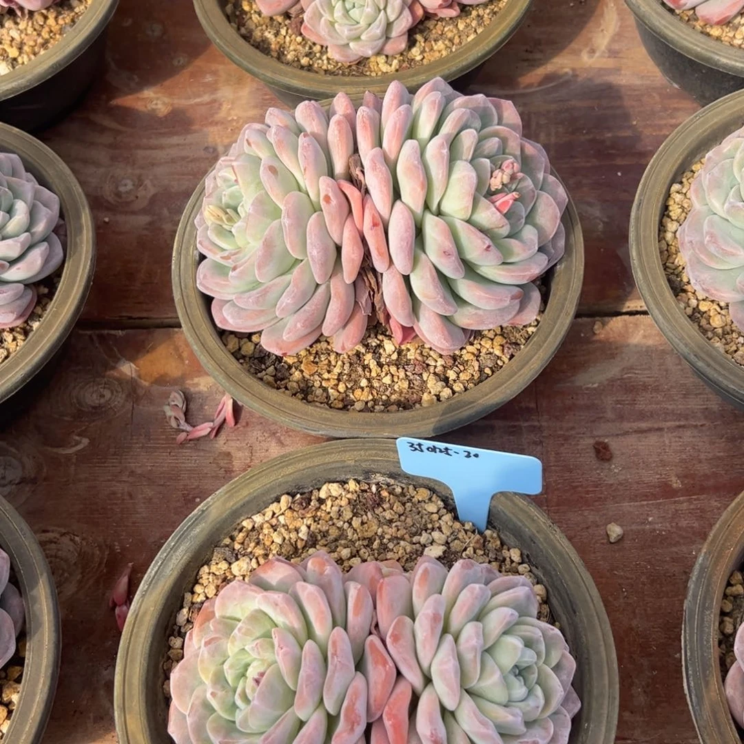 艾**?350125-20冰玉3