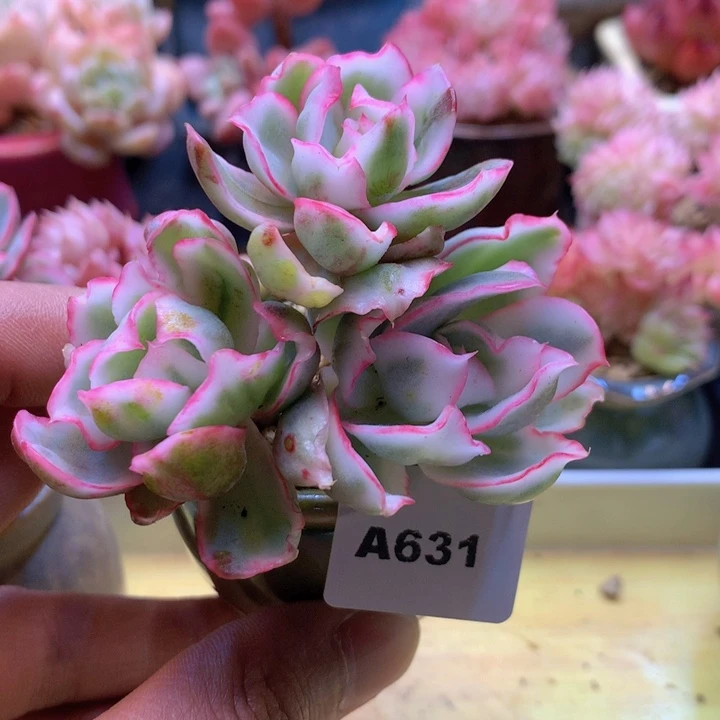 一物一拍满38包邮A631