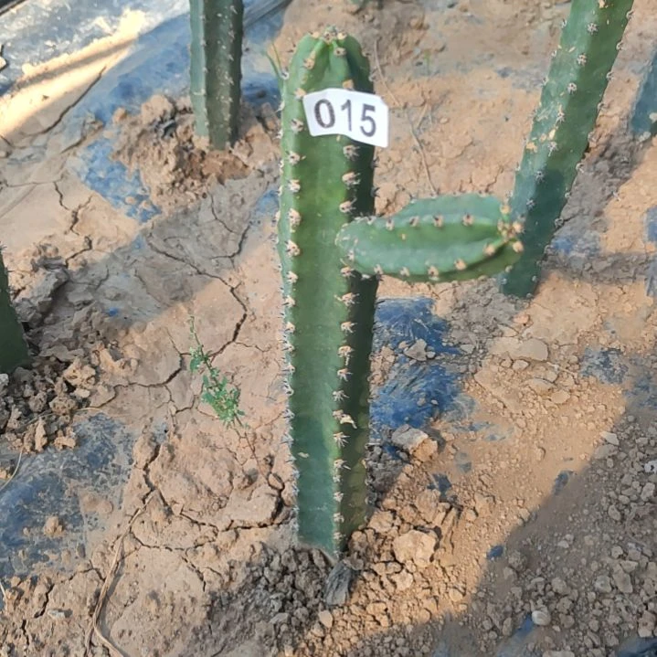 开****秀浦1个西棚南015