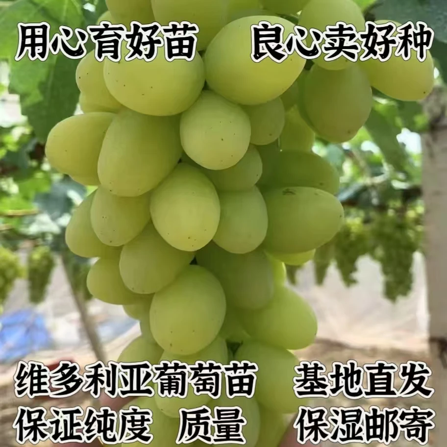 微多利亚葡萄苗   夏黑砧木