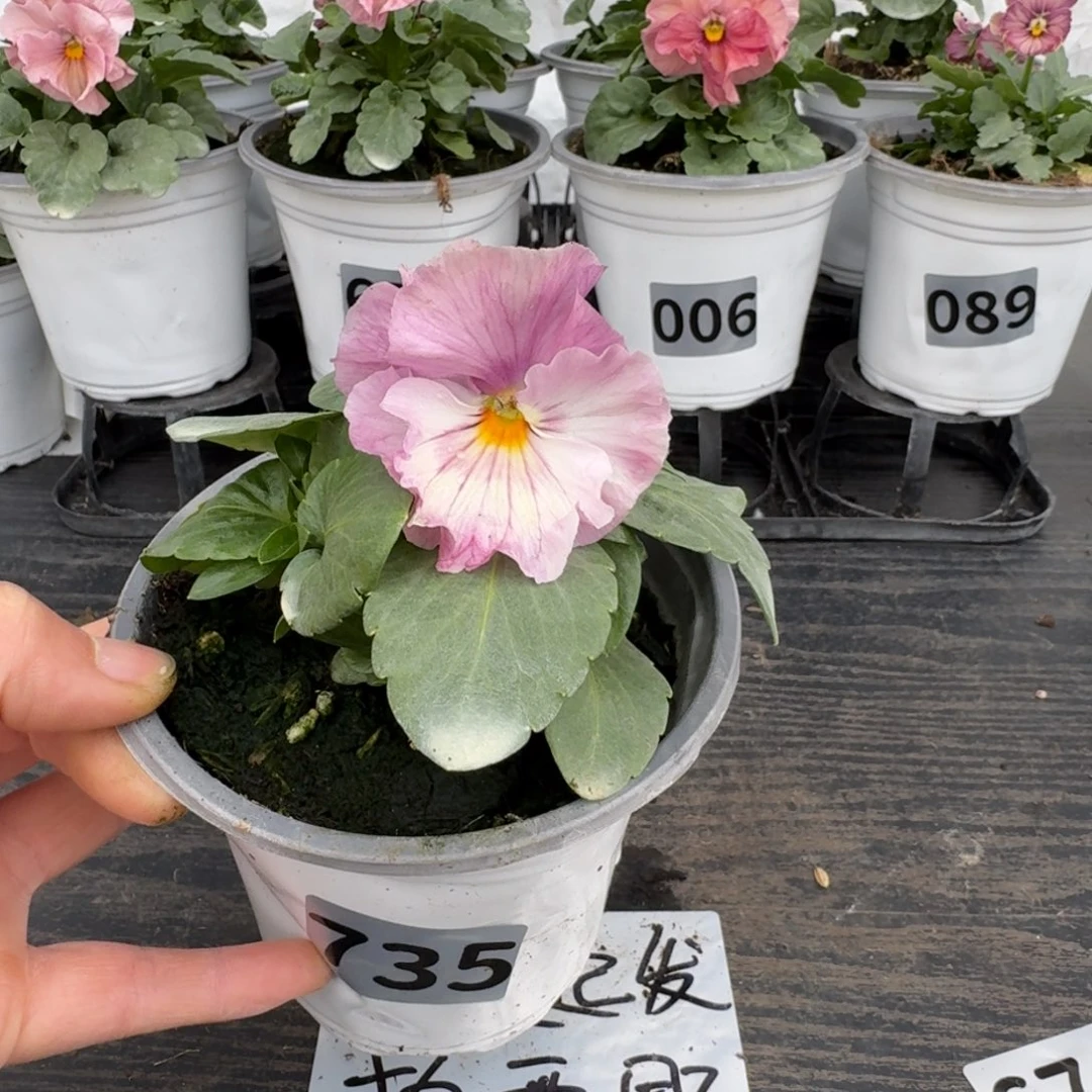 全部花朵735号粉希尔