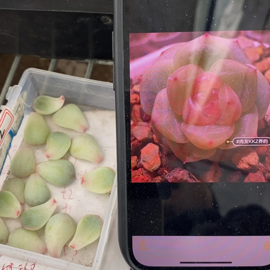 甜心t2叶片一个多肉