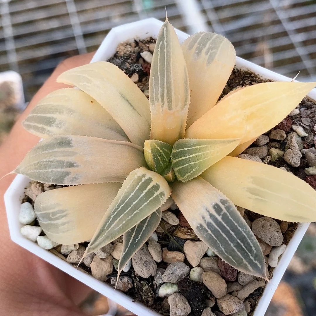 糊斑大白鲨锦一物一拍